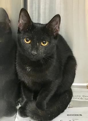 Jenny — Aggieland Humane Society